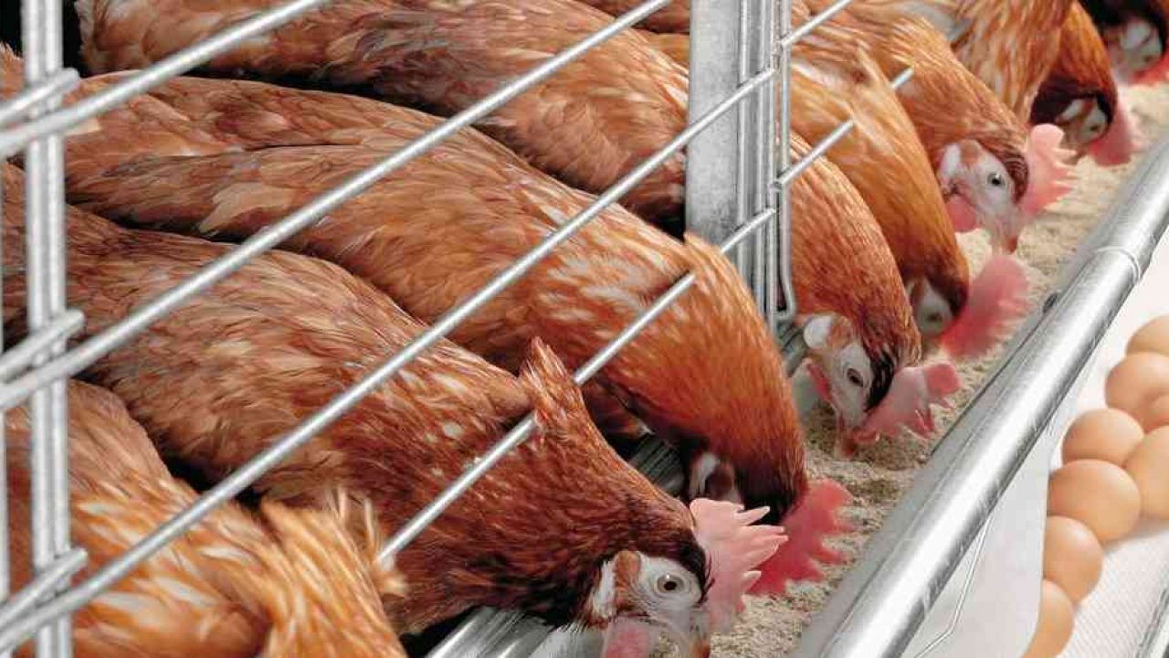 usaha ayam petelur