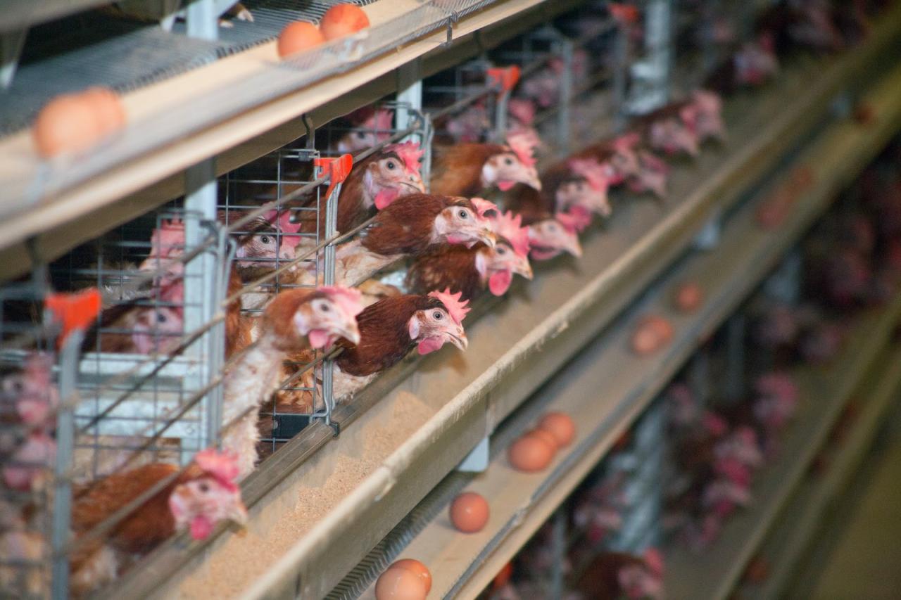cara-ternak-ayam-petelur-skala-kecil