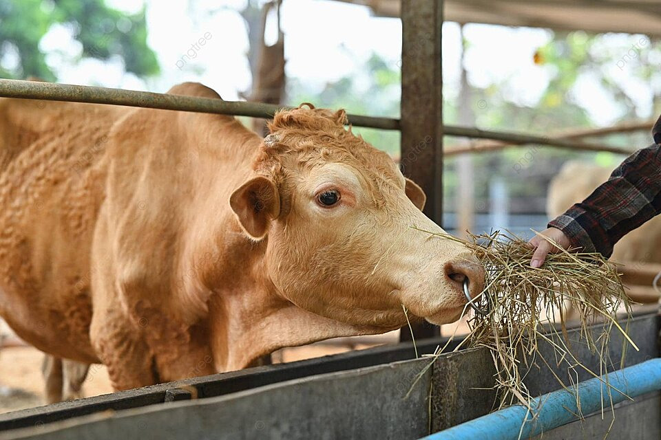 cara buat pakan sapi dari jerami