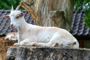 cara mengobati kambing lumpuh