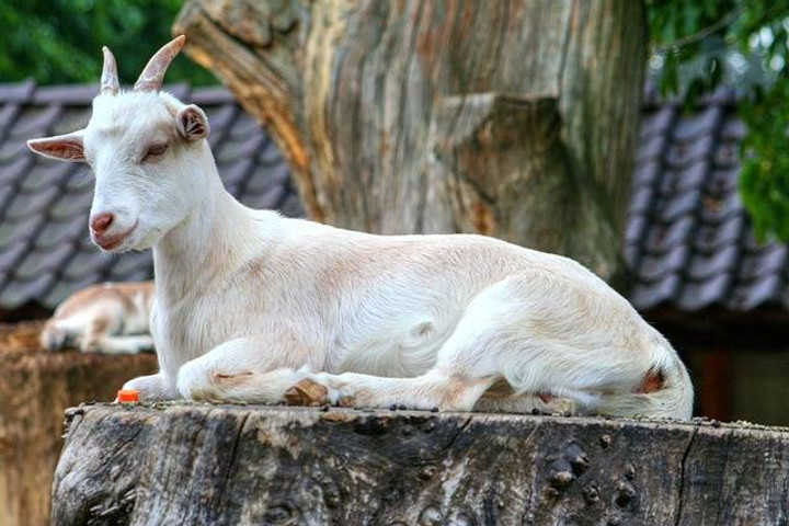 cara mengobati kambing lumpuh
