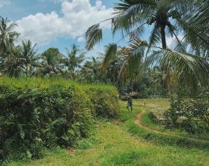 Mengenal Elf Bali untuk Perjalanan Rombongan Kecil 2 Elf Bali